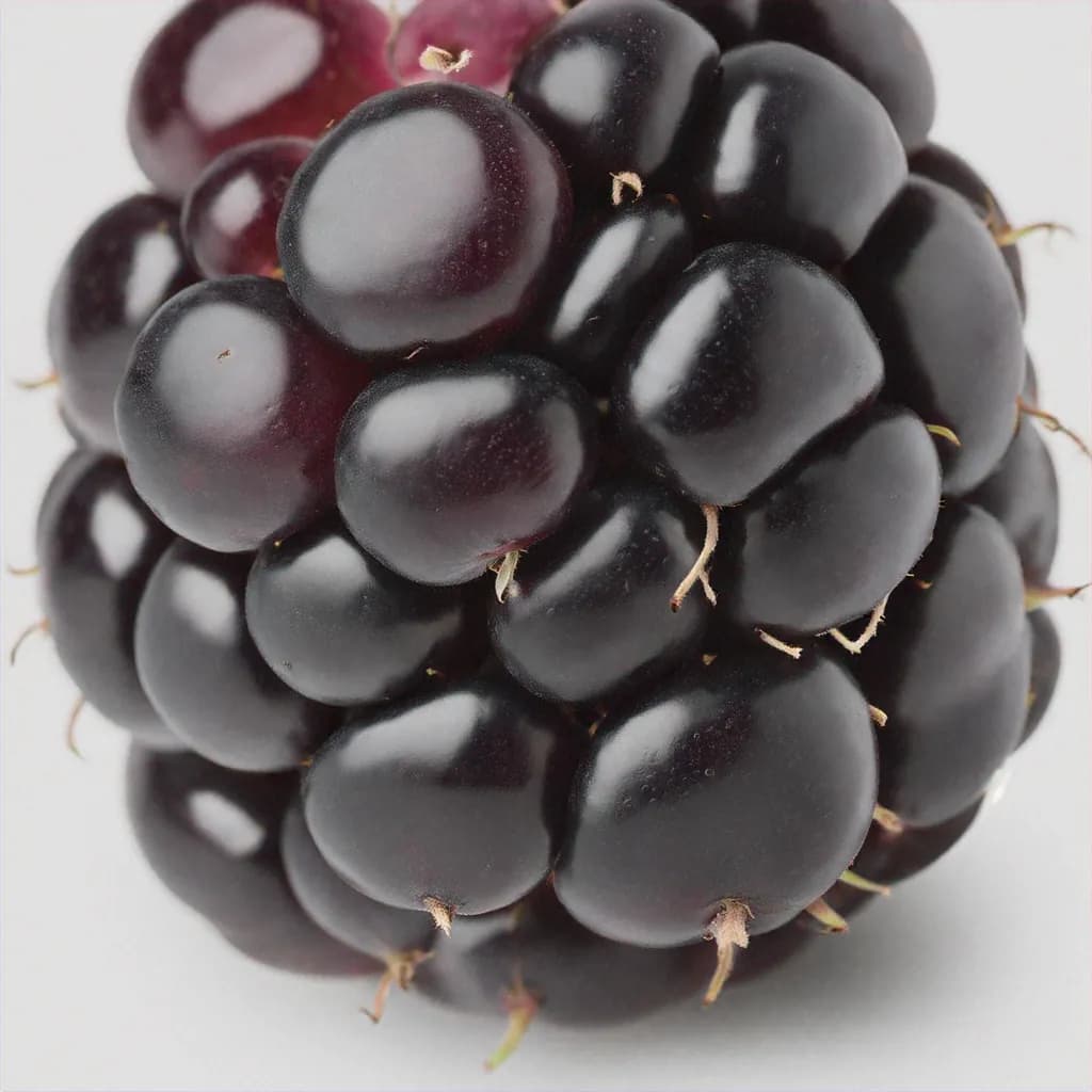 Boysenberry - fresh fruit image for easy identification